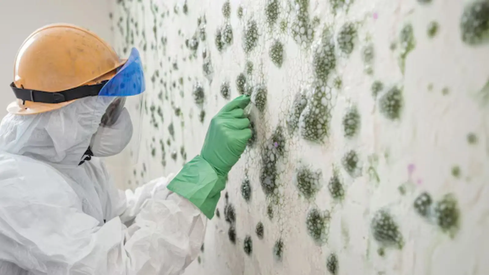 Worker in a helmet and mask scrubbing green mold spots off a wall