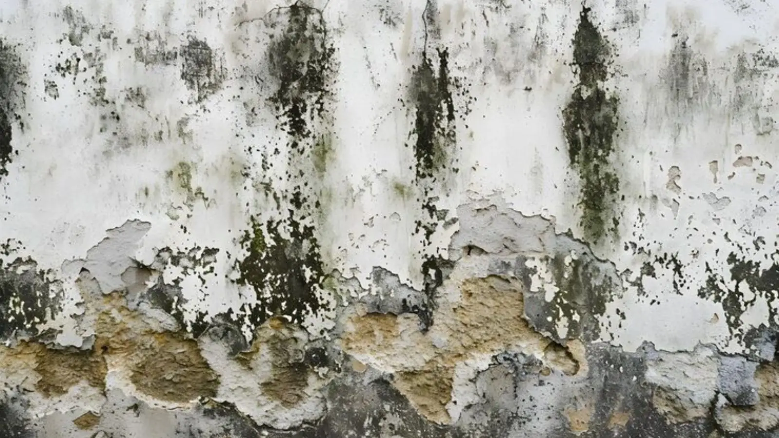 Close-up of black and green mold patches on a peeling wall